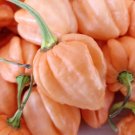 7 Pot Pink Pepper Seeds. Blistering Hot!!!! 10 Seeds
