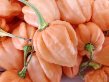 7 Pot Pink Pepper Seeds. Blistering Hot!!!! 10 Seeds