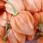 7 Pot Pink Pepper Seeds. Blistering Hot!!!! 10 Seeds