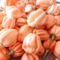 7 Pot Pink Pepper Seeds. Blistering Hot!!!! 10 Seeds