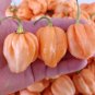 7 Pot Pink Pepper Seeds. Blistering Hot!!!! 10 Seeds