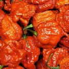 dragons breath pepper (10) Seeds VERY HOT!!!!!!  2.48 million Scoville