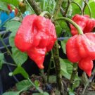 trinidad scorpion seeds. Super Hot! 10 Seeds.