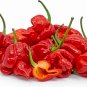 trinidad scorpion seeds. Super Hot! 10 Seeds.