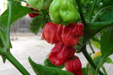 7 pot jonah hot pepper seeds 10 Seeds