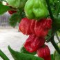 7 pot jonah hot pepper seeds 10 Seeds