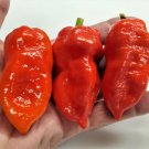 Piranah "Red" Hot Pepper Seeds. 10 Seeds per order.