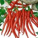 RARE Dragon Cayenne Hot Pepper Seeds "10"