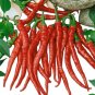 RARE Dragon Cayenne Hot Pepper Seeds "10"
