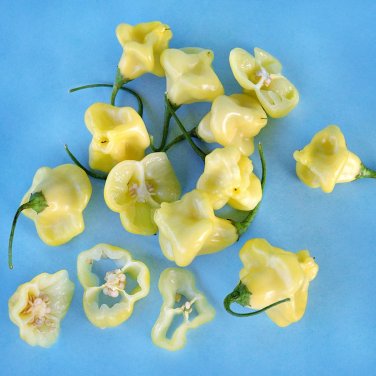Aji Sparklng White Fantasy Pepper Seeds. 10 seeds.