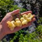 Aji Sparklng White Fantasy Pepper Seeds. 10 seeds.