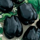 RARE Merlot F1 Sweet Pepper Seeds. Untreated. "10" Seeds