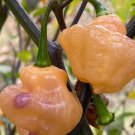 Scorpion Mustard Hot Pepper Seeds. 10 Seeds per order.