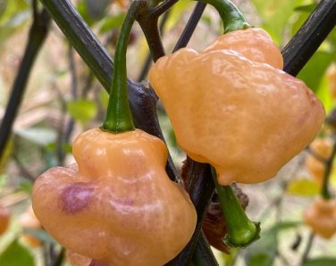Scorpion Mustard Hot Pepper Seeds. 10 Seeds per order.
