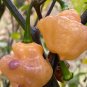 Scorpion Mustard Hot Pepper Seeds. 10 Seeds per order.