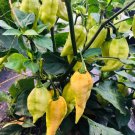7 Pot Pickle Pepper Seeds. Blistering Hot!!!! 10 Seeds
