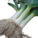 Giant Musselburgh Leek Seeds, Scotch Giant, 1gr Aprox 300 Seeds