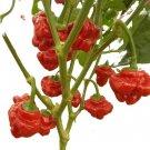 Jamaican Red Scotch Bonnet (10) Untreated Fresh Pepper Seeds.