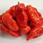 Piranha Red Hot Pepper Seeds. 10 Seeds per order