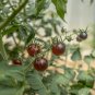 *NEW* Indigo Dancing with Smurfs Cherry Tomato. 10 Seeds