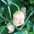 Piranah White Hot Pepper Seeds. 10 Seeds per order