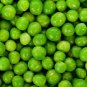 Green Arrow Garden Pea Seeds. Untreated