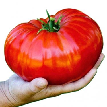 Beefsteak Heirloom Tomato Seeds. 10 Seeds