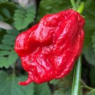 MA Mutant X Hot Pepper Seeds. 10 Seeds per order