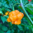 MA Warthog Yellow Pepper Seeds. 10 Seeds Blistering Hot!!!!