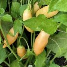 Sugar Rush Peach Hot Pepper Seeds. 10 Seeds