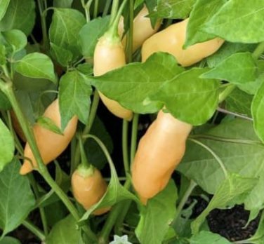 Sugar Rush Peach Hot Pepper Seeds. 10 Seeds