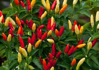 Tabasco Hot Pepper Seeds 10 seeds