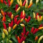 Tabasco Hot Pepper Seeds 10 seeds