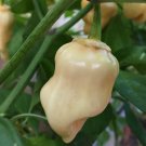 7 Pot White Bubblegum pepper 10 Seeds