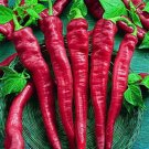 Large Red Thick Cayenne Hot Pepper Seeds "10"