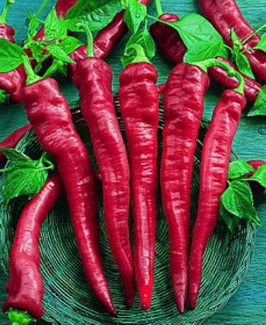 Large Red Thick Cayenne Hot Pepper Seeds "10"
