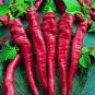 Large Red Thick Cayenne Hot Pepper Seeds "10"