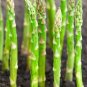Mary Washington Asparagus Seeds 1/16oz Approx 50 Seeds
