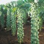 Catskill Brussel Sprouts Seeds