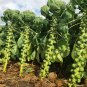 Catskill Brussel Sprouts Seeds