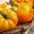 Gold Medal Tomato Seeds. 15 Seeds