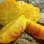 Gold Medal Tomato Seeds. 15 Seeds