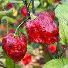 7 Pot Lava Red pepper seeds. 10 Seeds per order