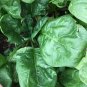 Giant Noble Spinach Seeds, NON-GMO, Giant Leaf