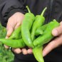 Big Jim Hot Pepper Seeds. 10 Seeds