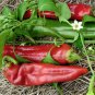 Big Jim Hot Pepper Seeds. 10 Seeds