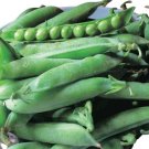 Mr Big Garden Treated Pea