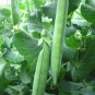 Mr Big Garden Treated Pea