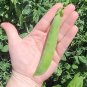 Mr Big Garden Treated Pea