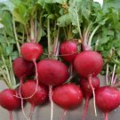 Crimson Giant Radish Seeds, NON-GMO